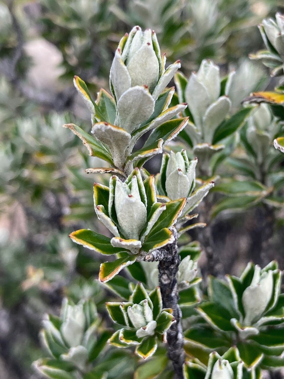Diplostephium rhomboidale leaf