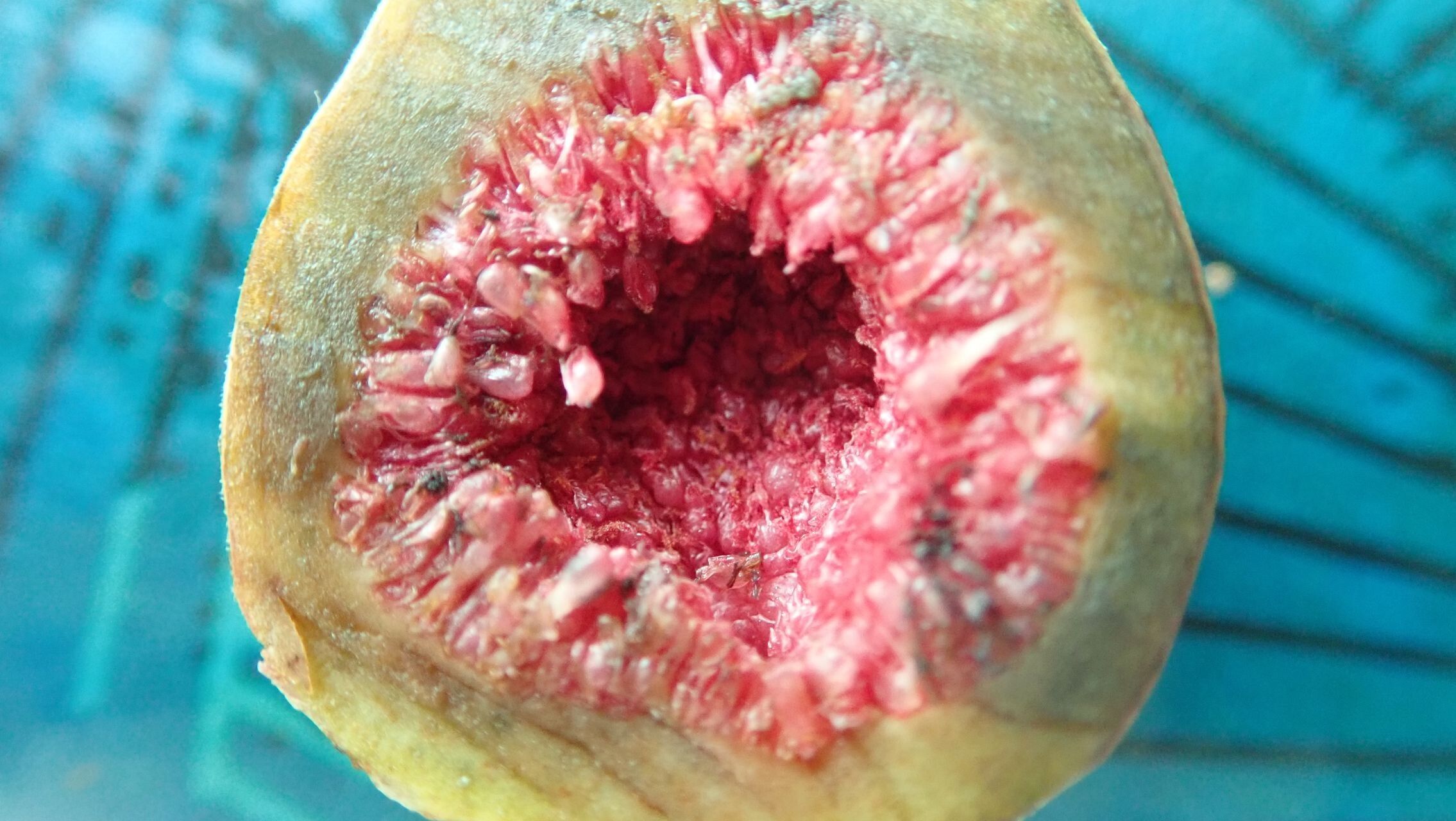 Ficus auriculigera fruit