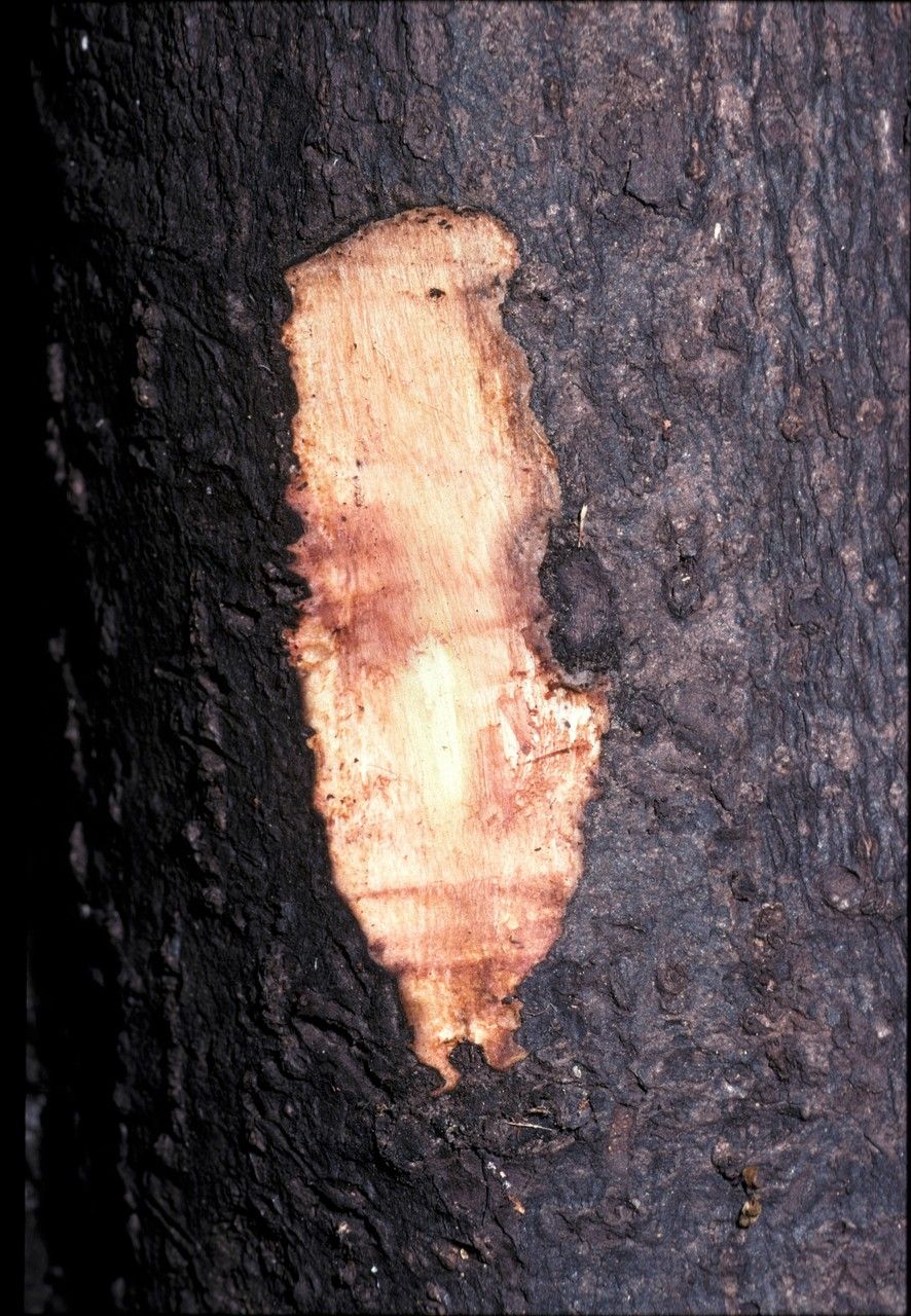 Diospyros bourdillonii bark