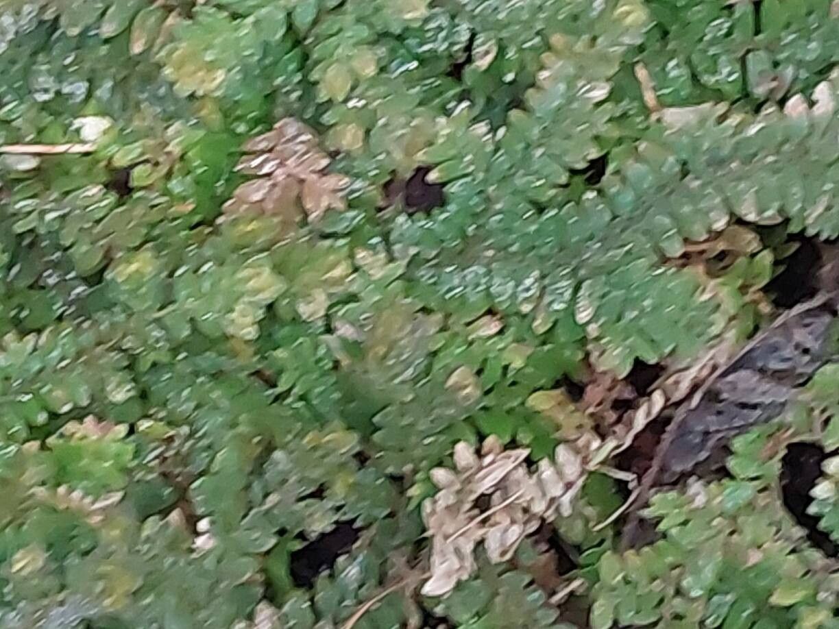 Selaginella diffusa — houseplant care guide