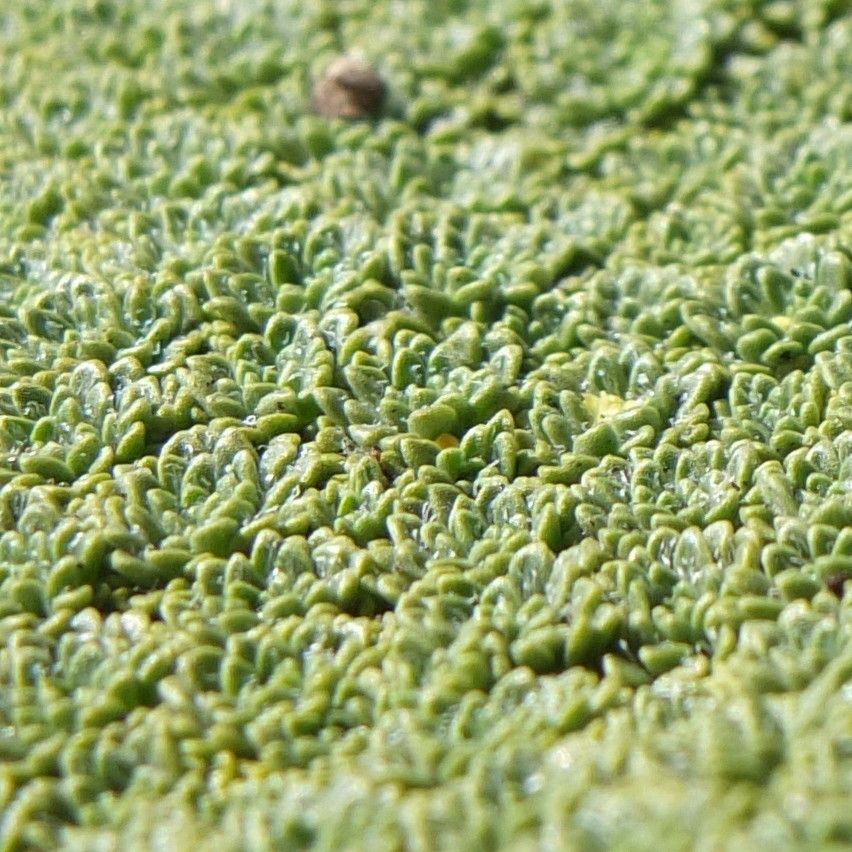 Azorella madreporica — houseplant care guide