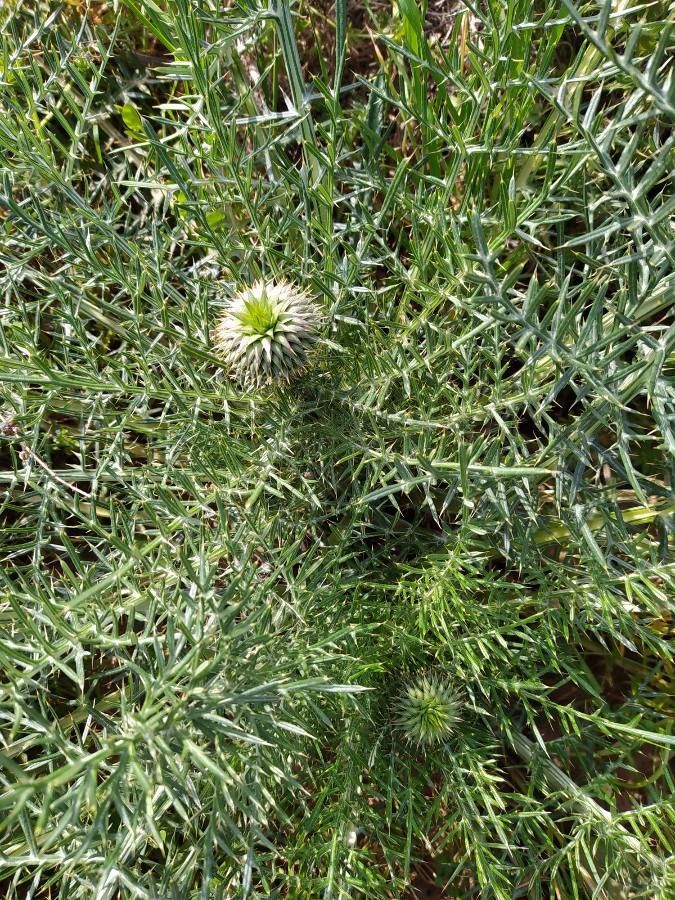 Cynara humilis fruit