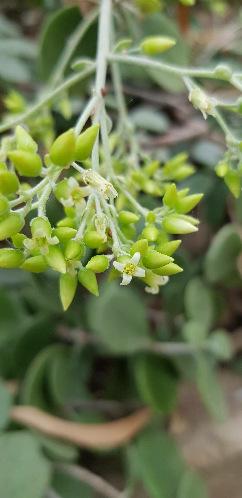 Kalanchoe peltata flower