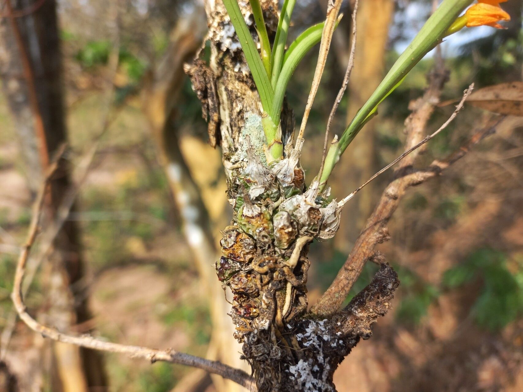 Polystachya epiphytica — houseplant care guide