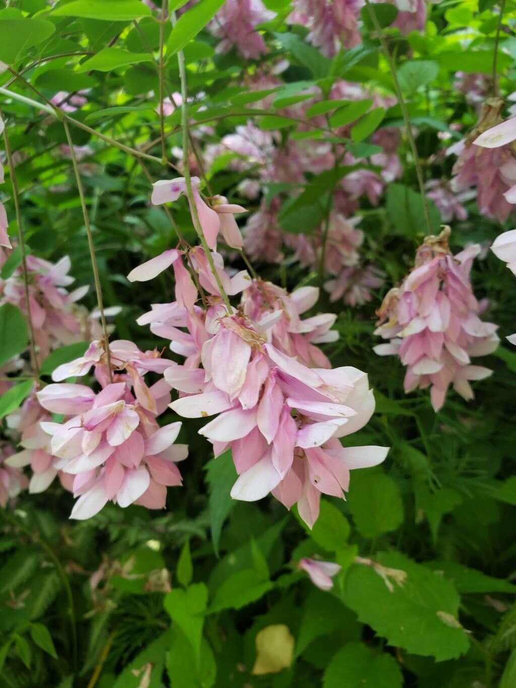 Indigofera incarnata flower