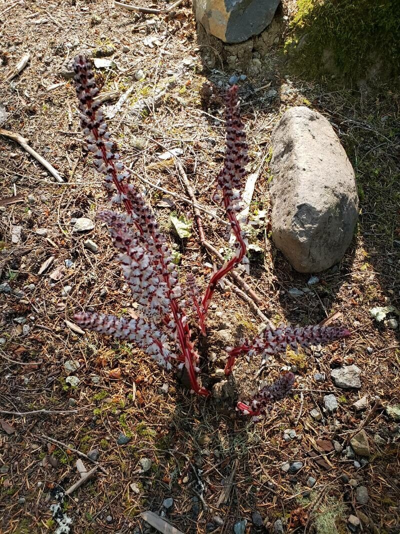 Allotropa virgata habit