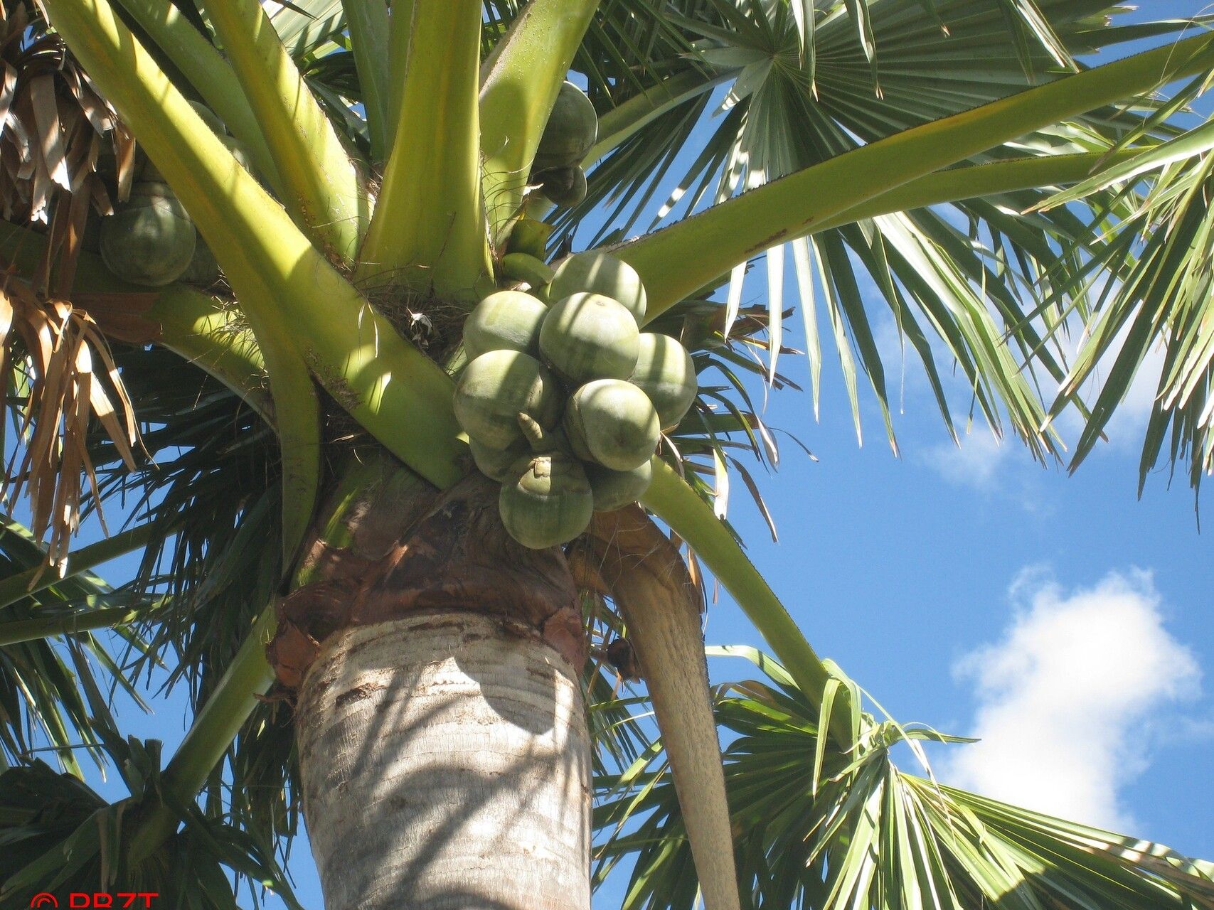 Borassus madagascariensis — related species from the same genus