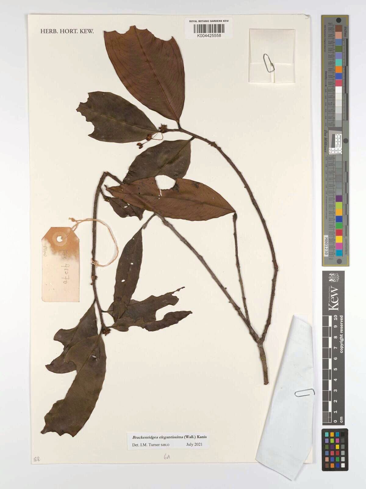 Brackenridgea elegantissima — related species from the same genus