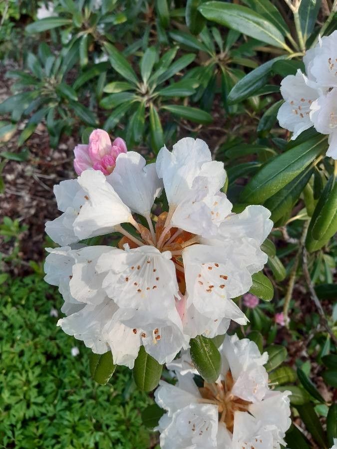 Rhododendron degronianum flower