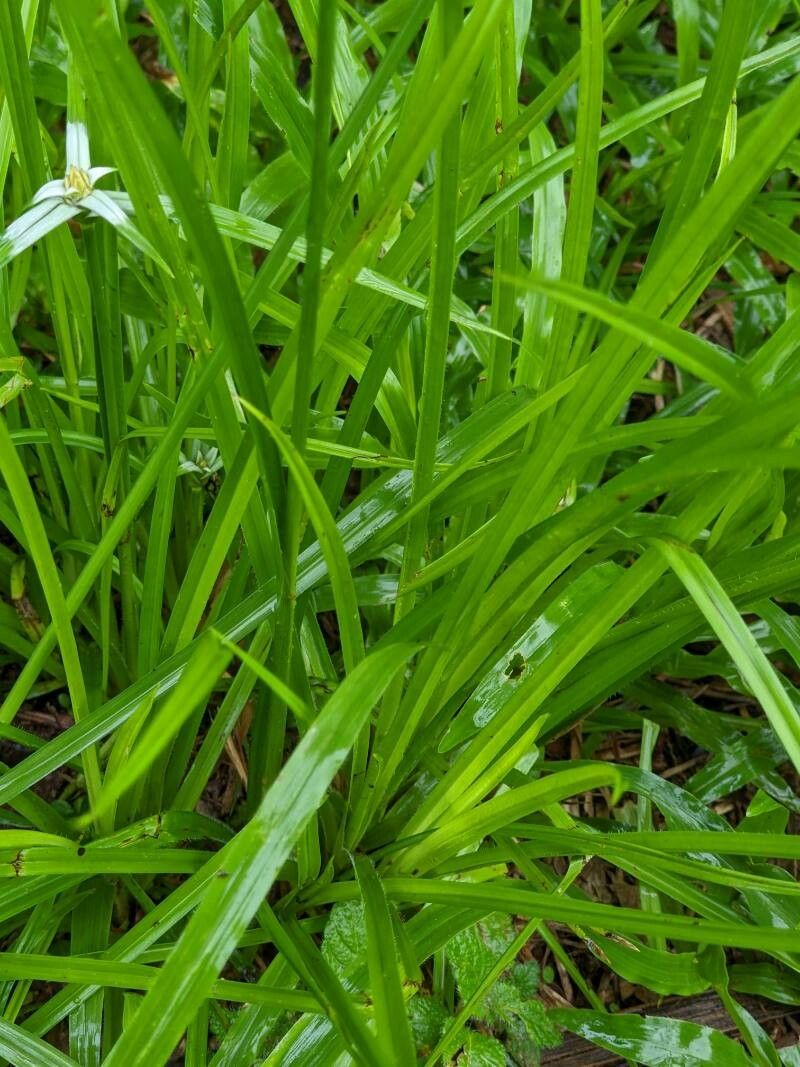 Rhynchospora pura — houseplant care guide