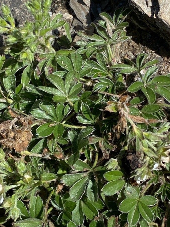 Potentilla caulescens leaf