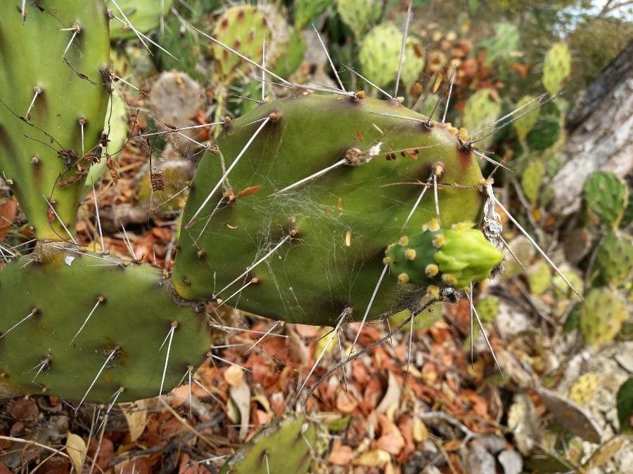 Opuntia guatemalensis bark