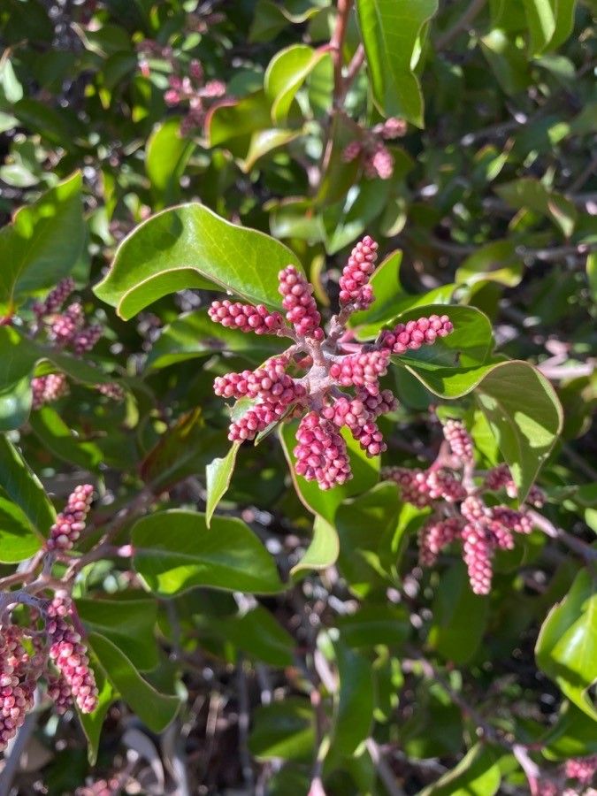 Rhus ovata fruit