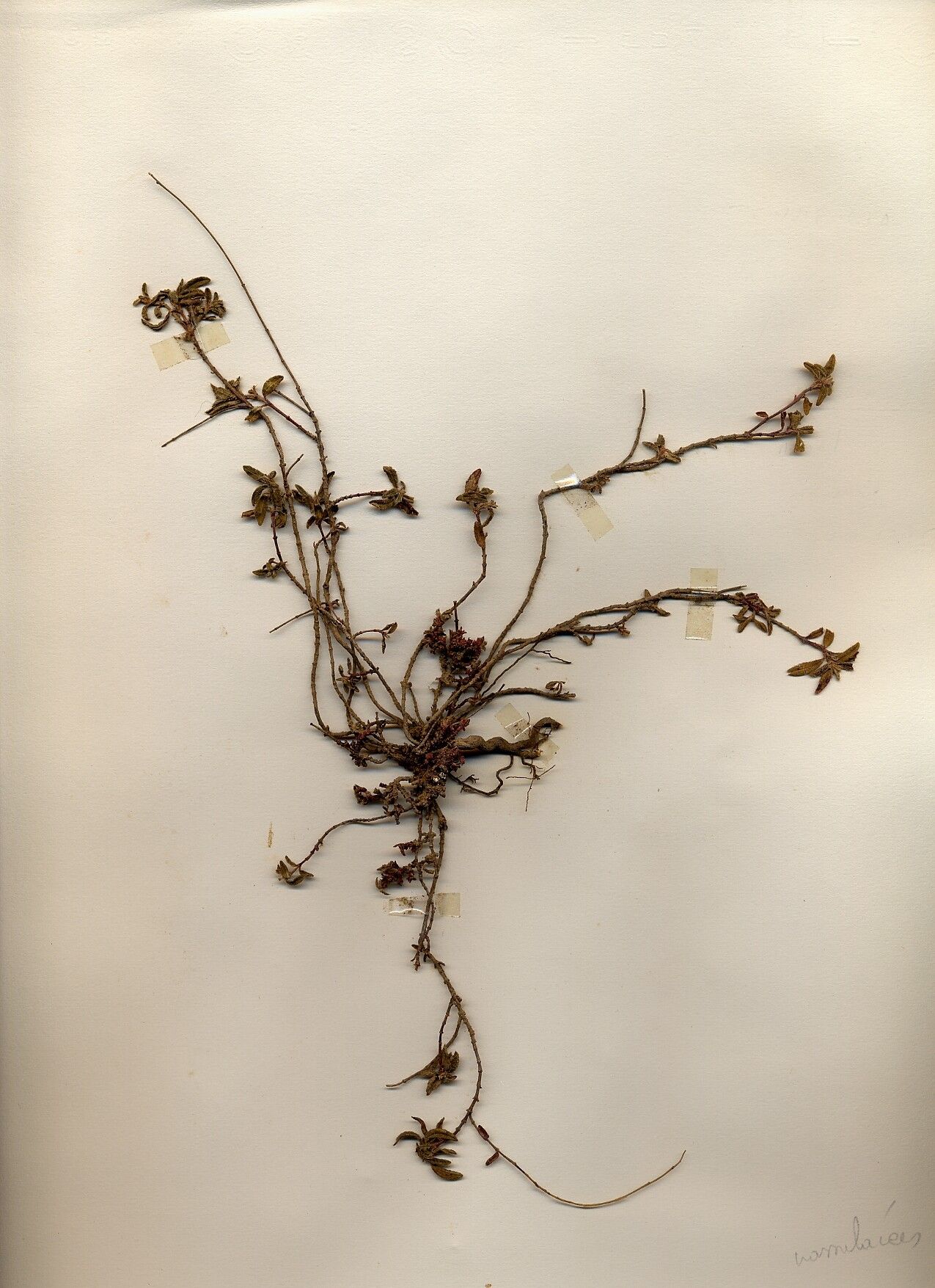 Thymus linearis habit