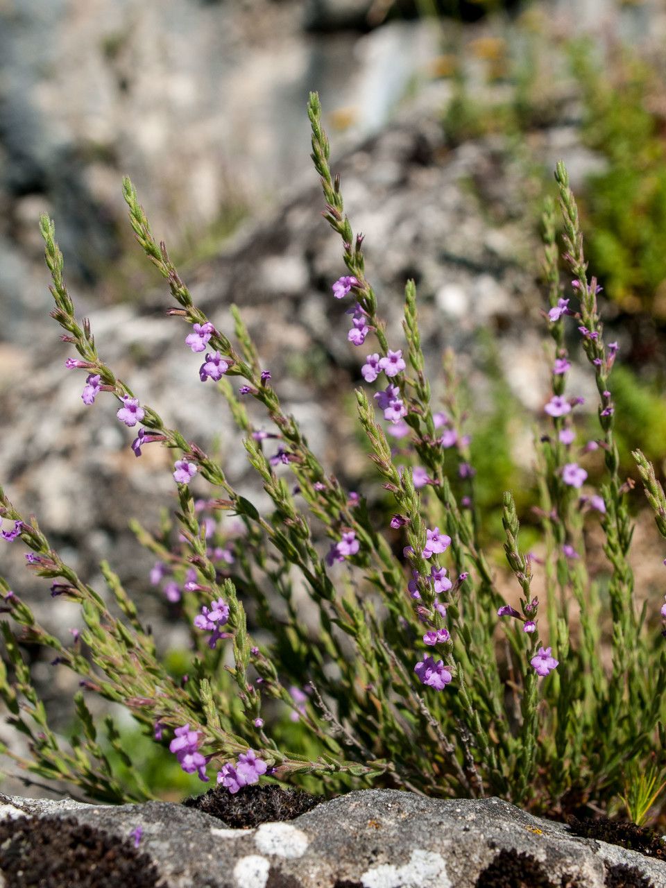 Micromeria cristata — search result for 'North Macedonia'