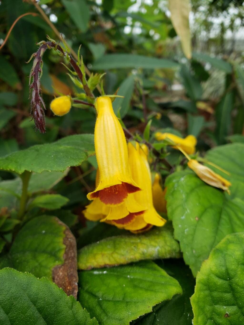 Titanotrichum oldhamii flower