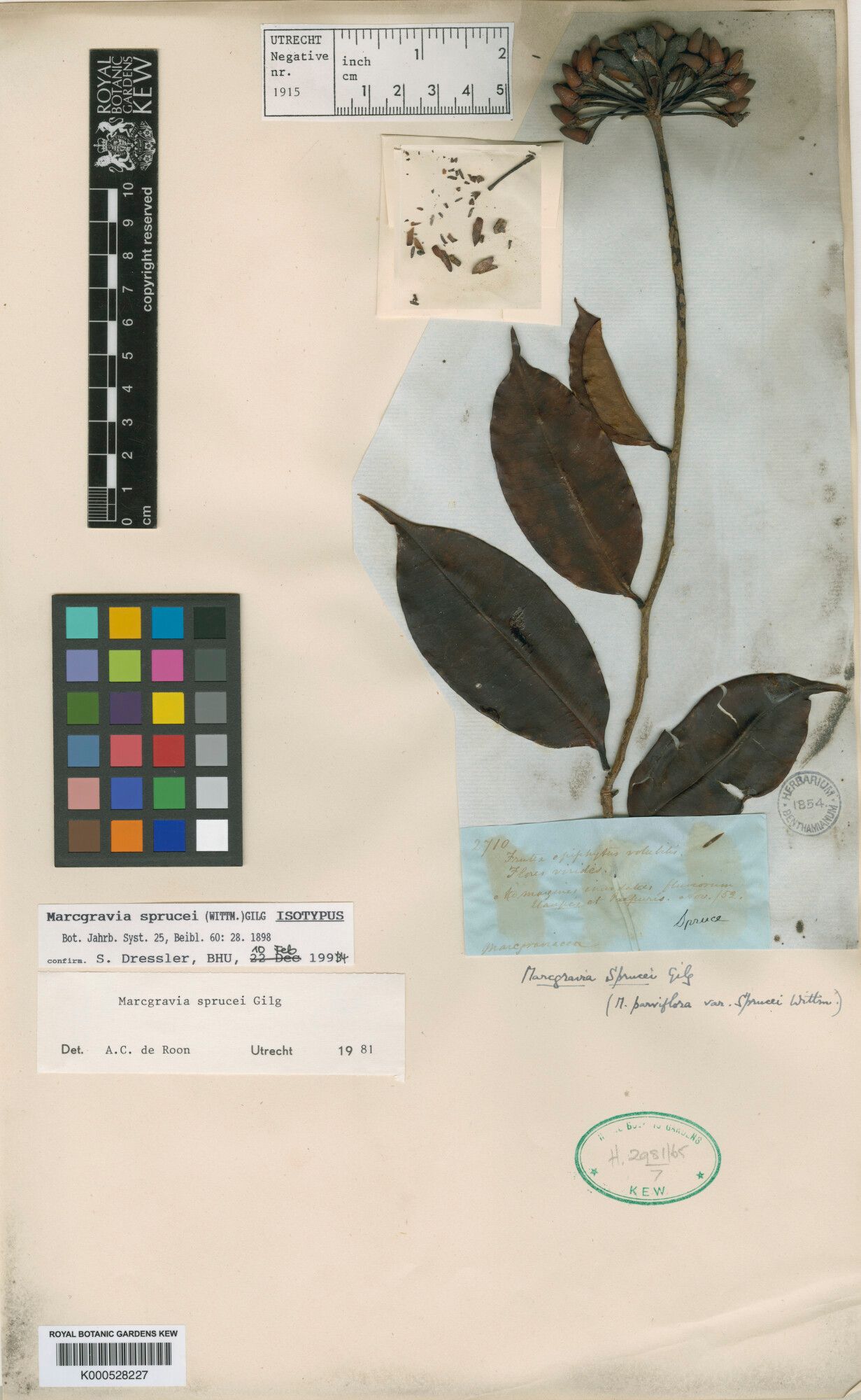 Marcgravia sprucei — houseplant care guide