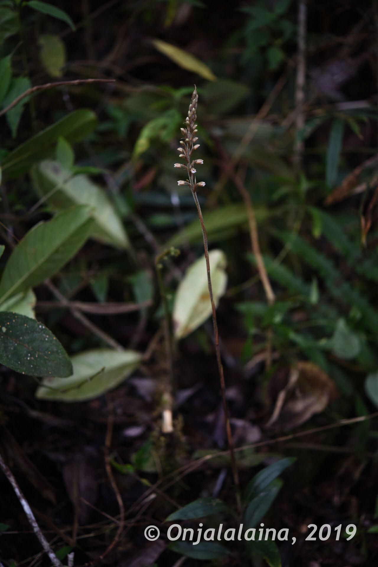 Goodyera perrieri habit