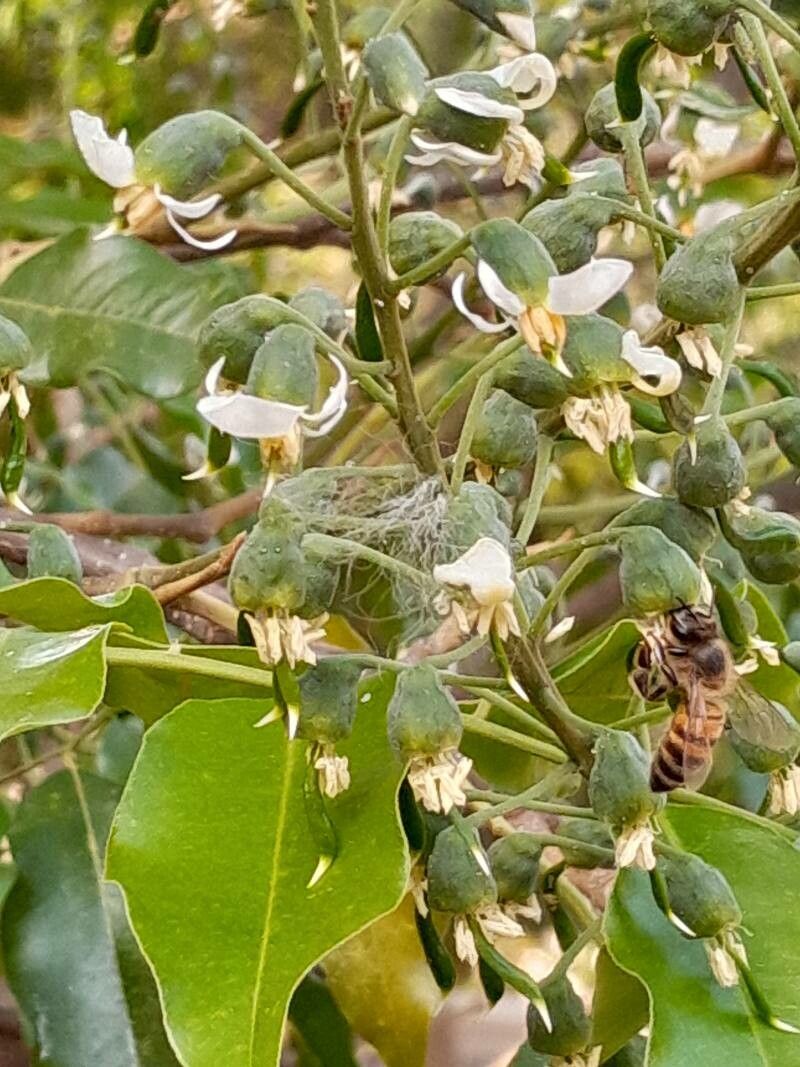 Myroxylon peruiferum flower