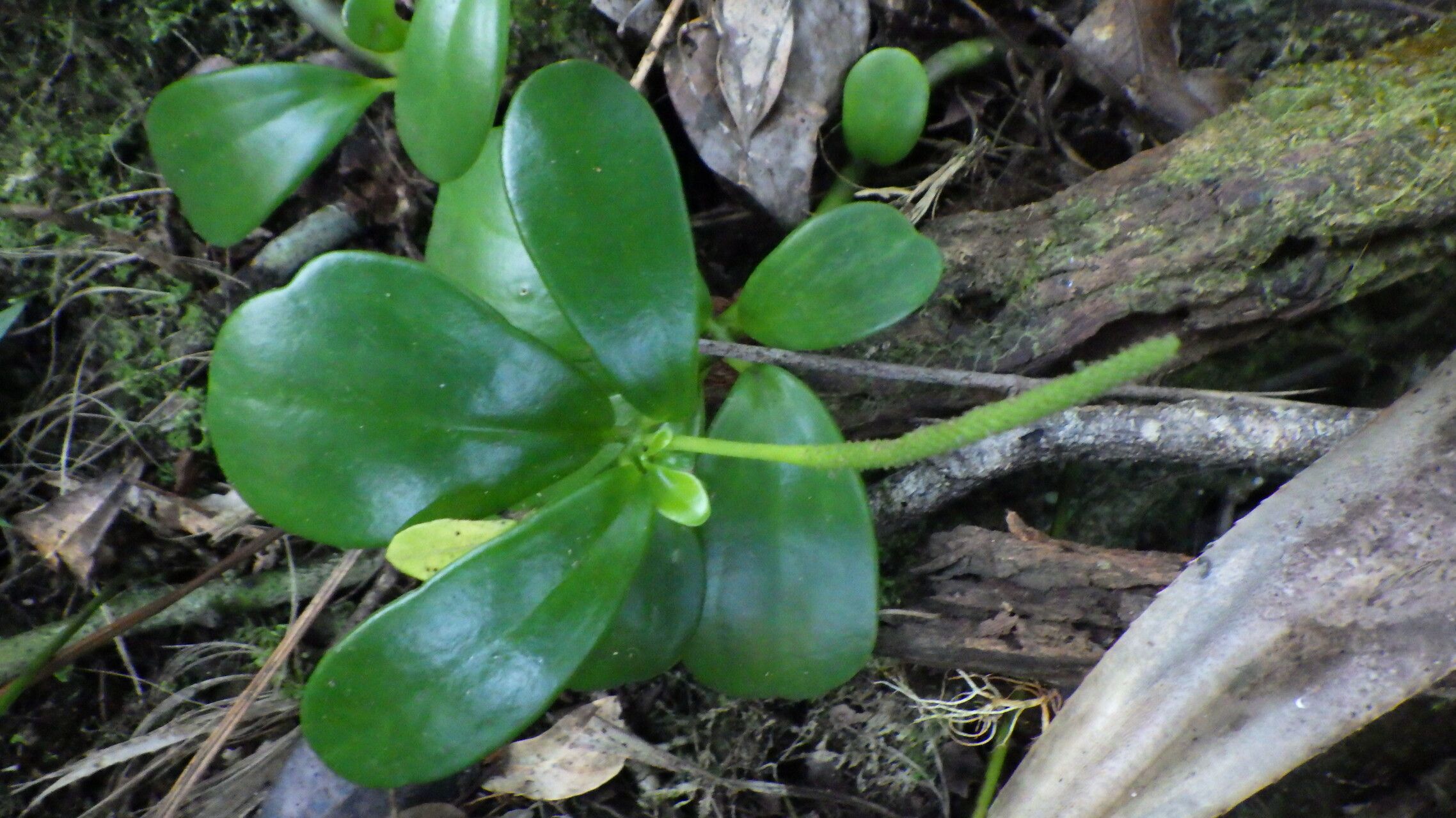 Peperomia elliptica fruit
