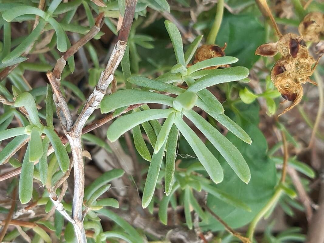 Lampranthus multiradiatus — search result for 'Aizoaceae'