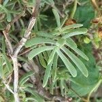 Lampranthus multiradiatus