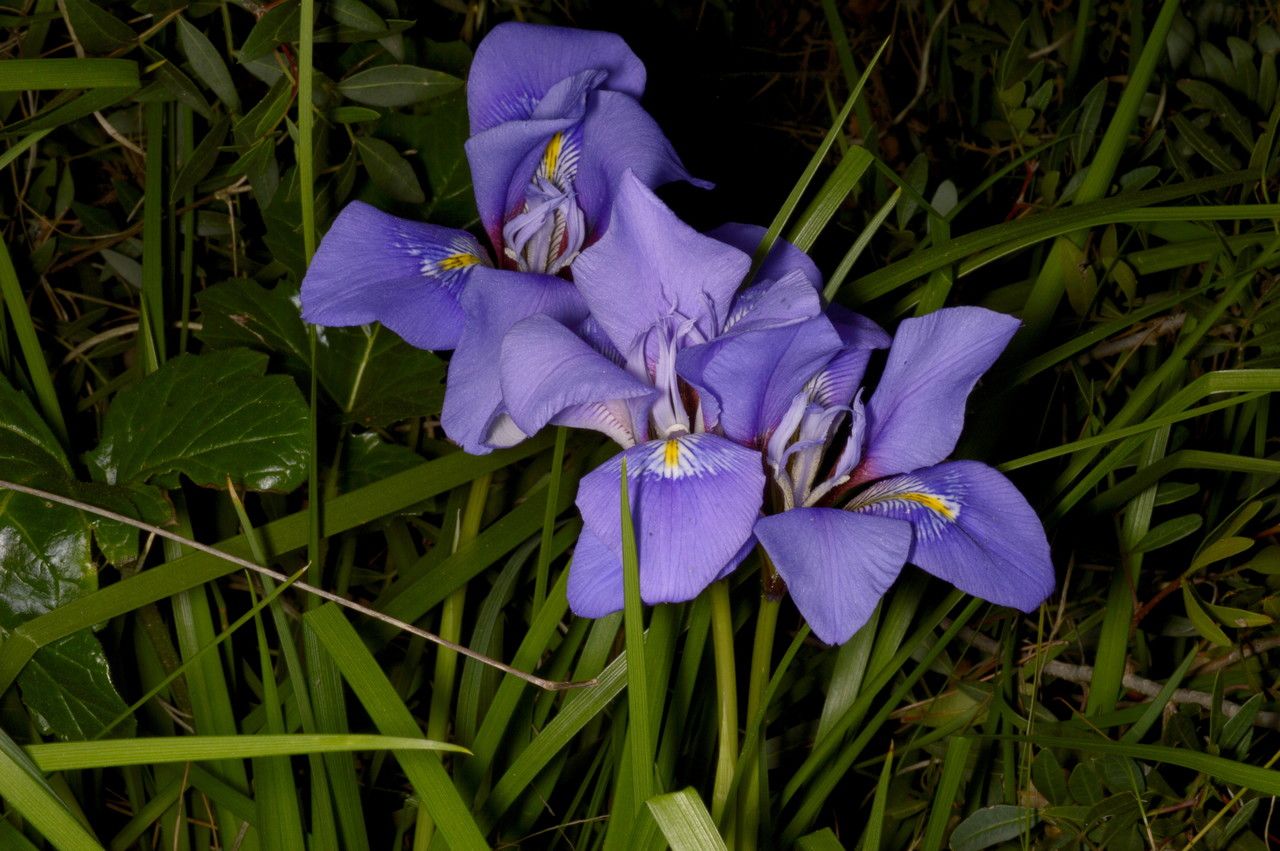 Iris cretensis — houseplant care guide
