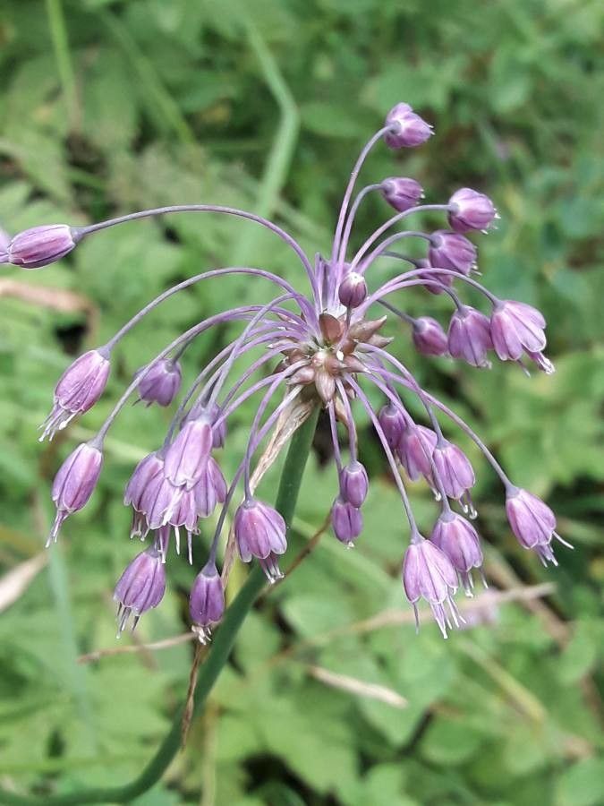 Allium carinatum flower