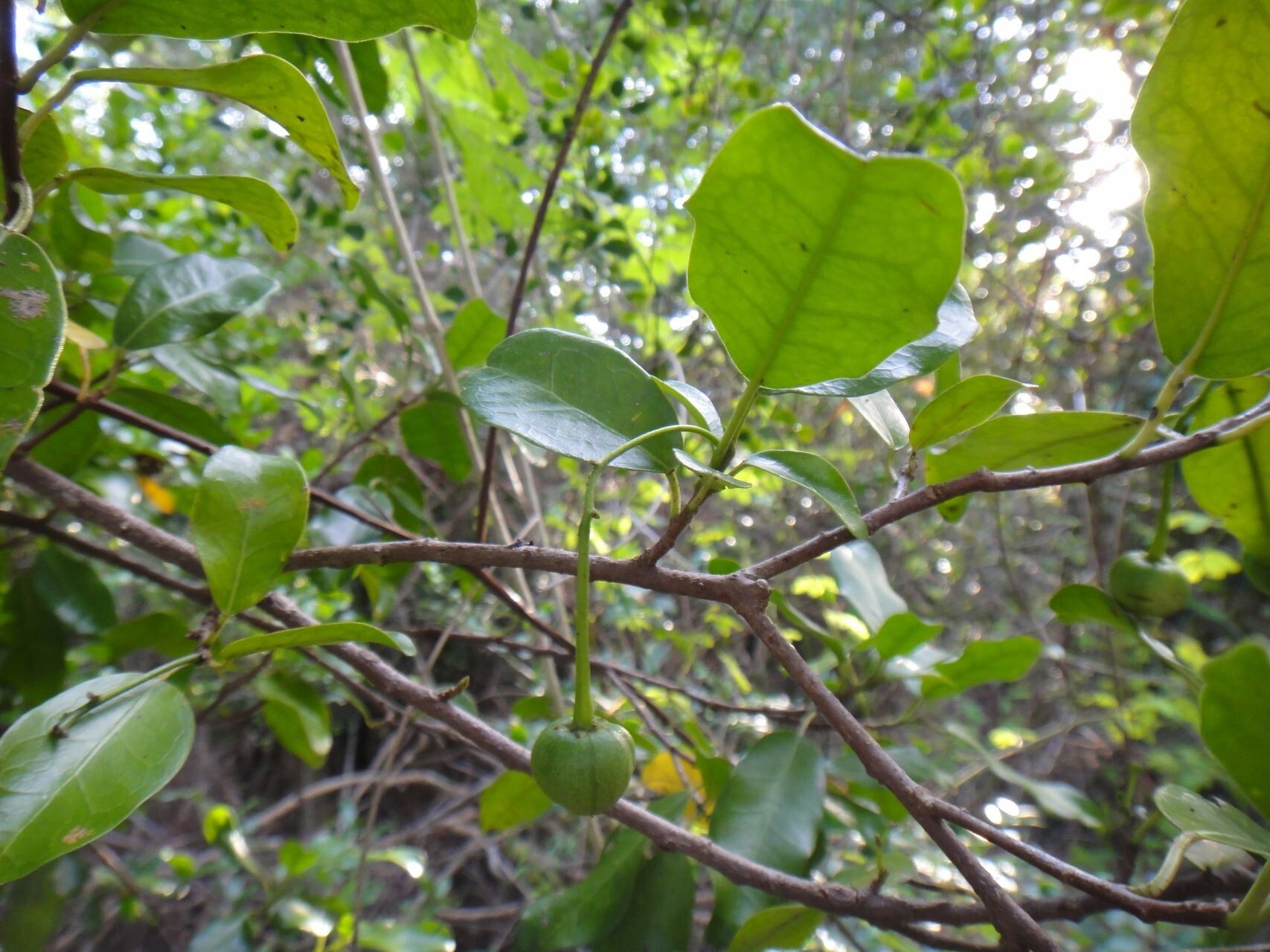 Trigonostemon cherrieri fruit