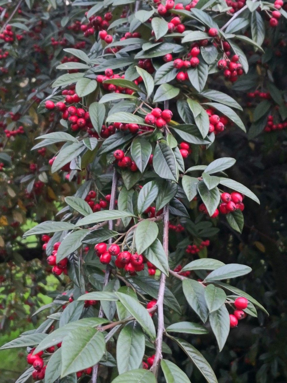 Cotoneaster glabratus — search result for 'Cotoneaster'