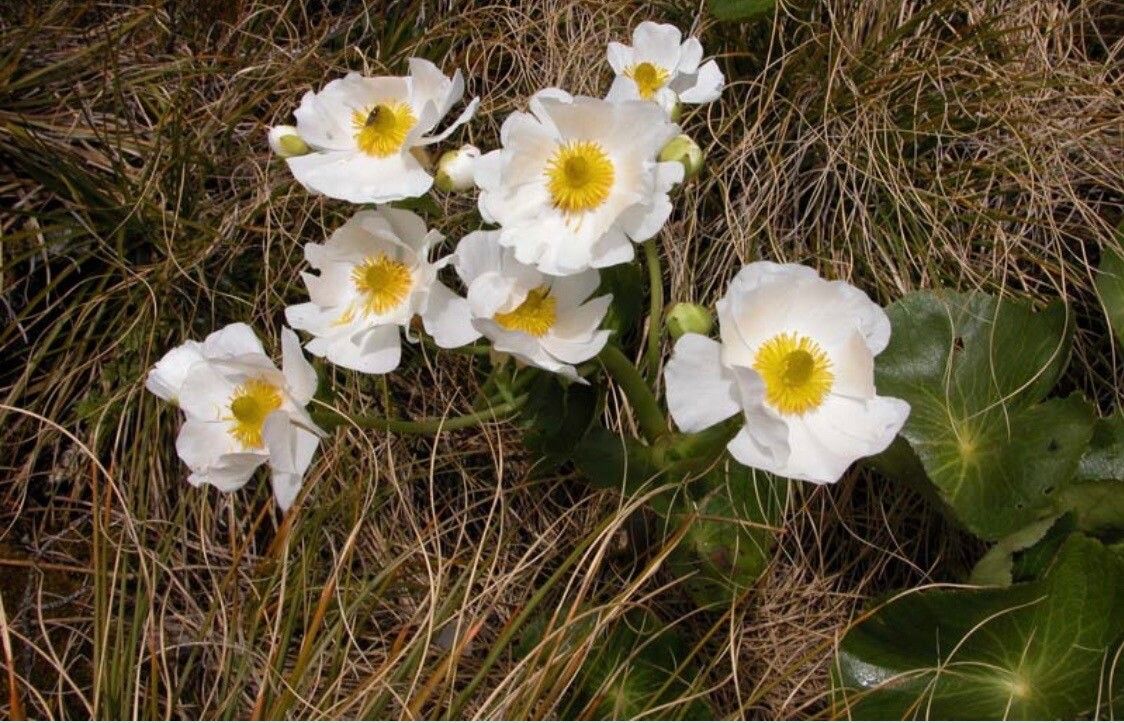 Ranunculus lyallii flower