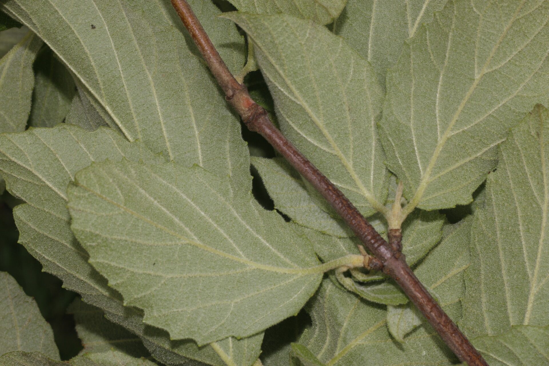 Viburnum stellatotomentosum fruit