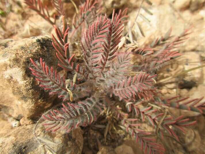 Astragalus caprinus leaf
