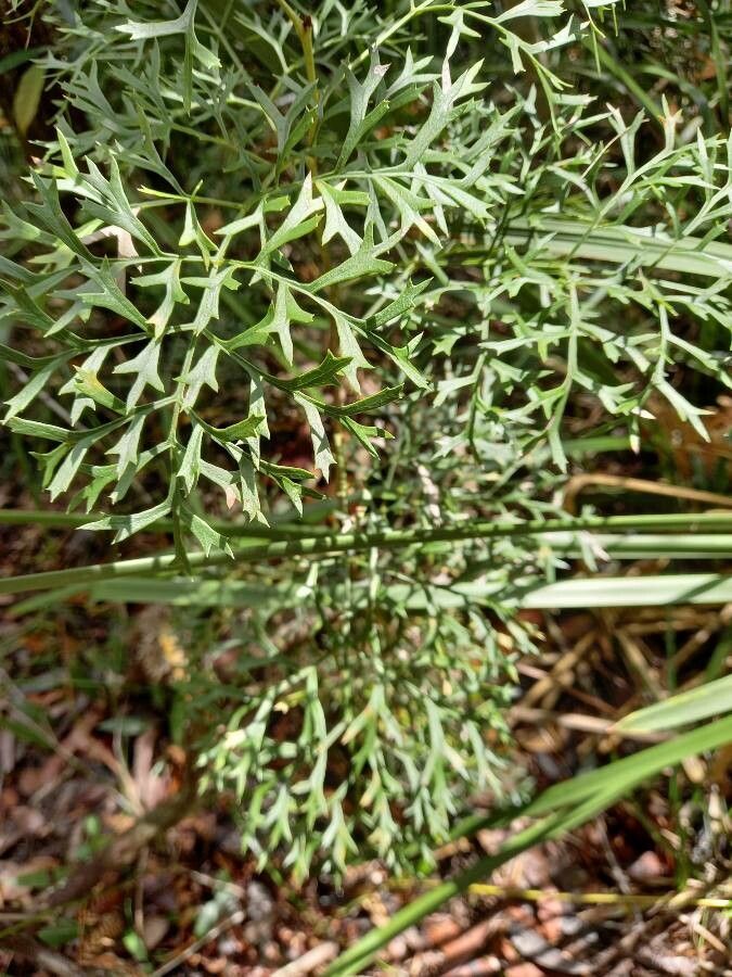 Lomatia silaifolia — search result for 'Proteaceae'