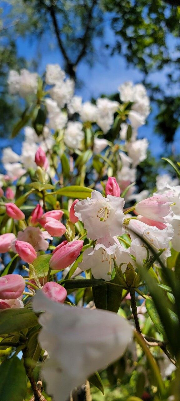 Rhododendron souliei — houseplant care guide