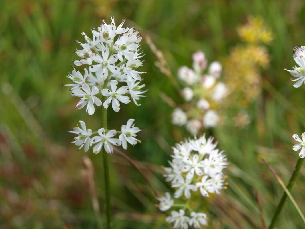 Triantha japonica — related species from the same genus