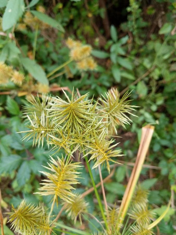 Cyperus strigosus fruit
