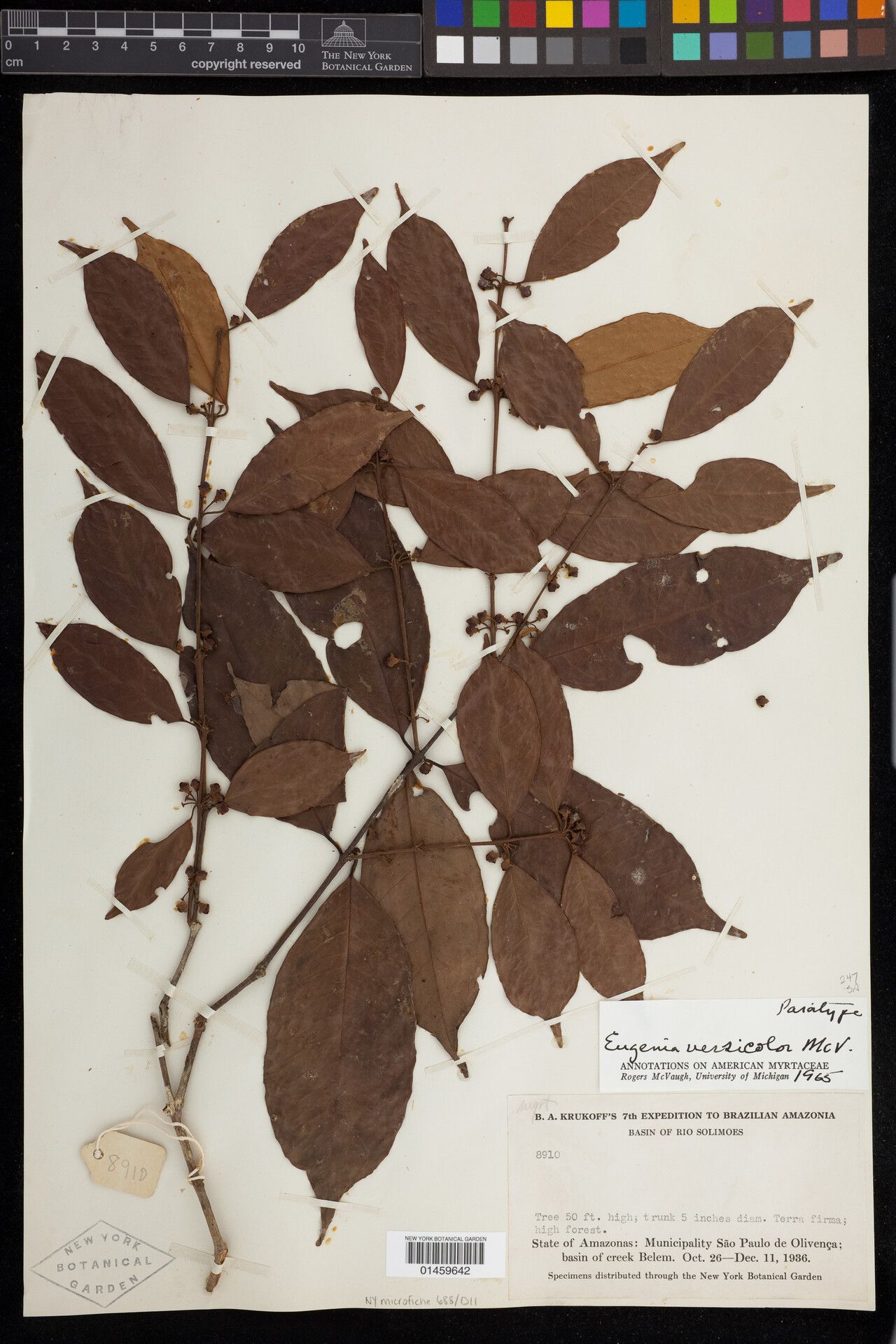 Eugenia versicolor — houseplant care guide