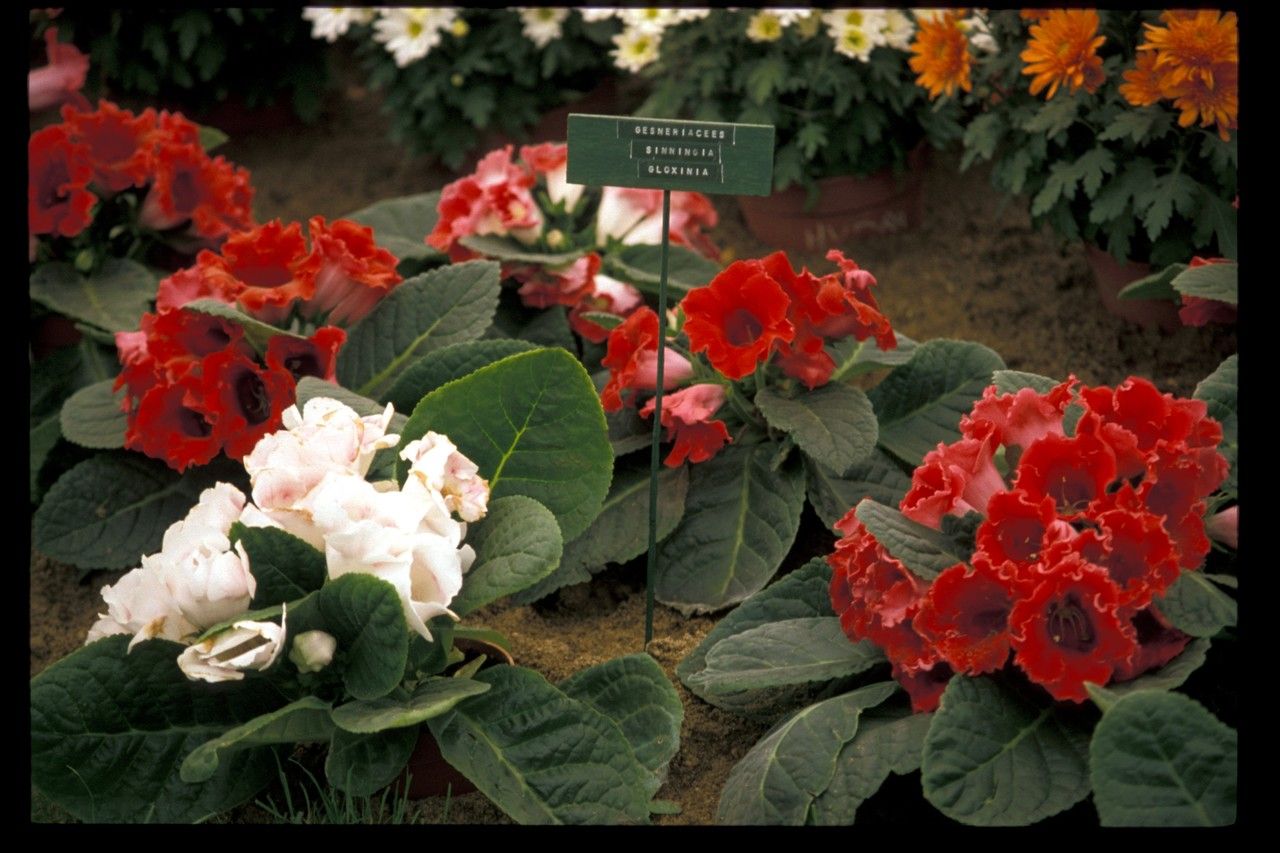 Gloxinia erinoides flower