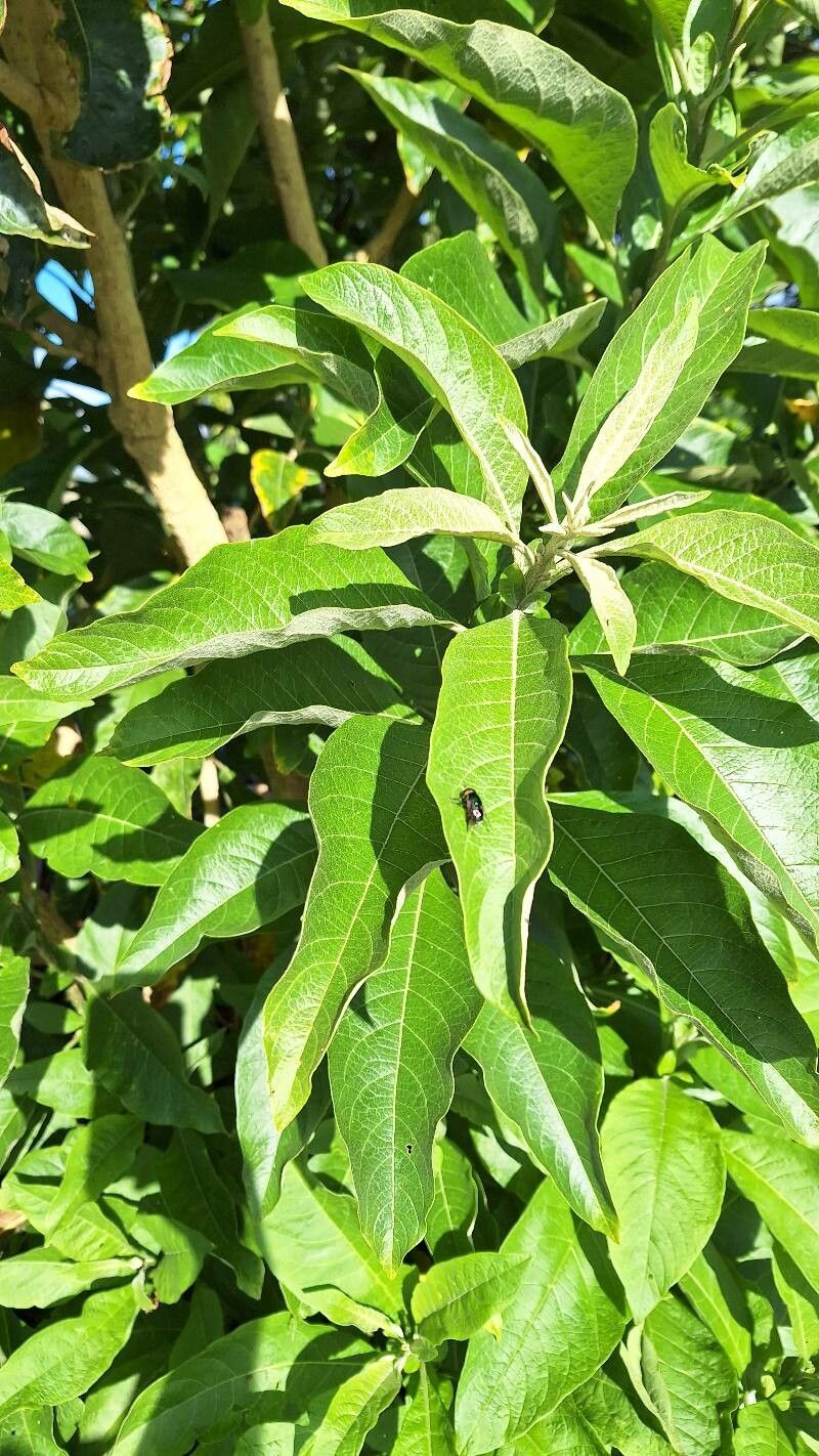 Iochroma arborescens — related species from the same genus
