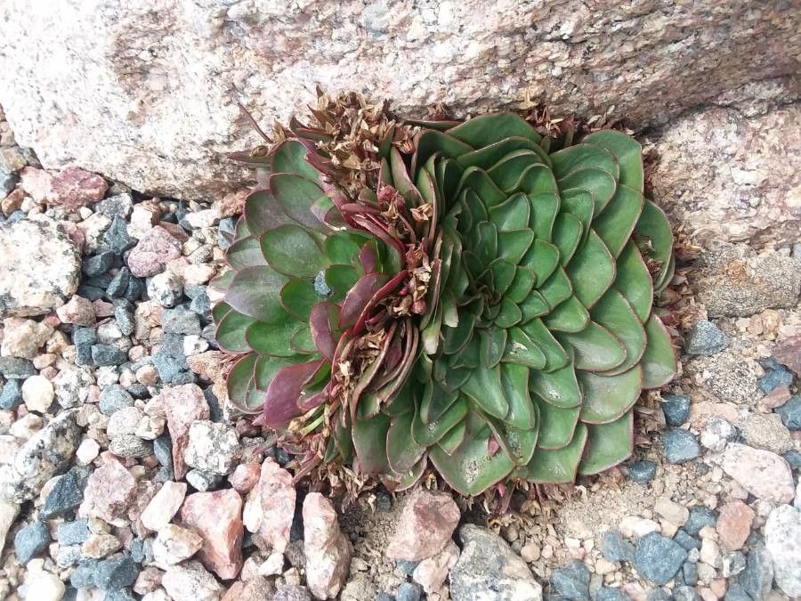 Claytonia megarhiza flower