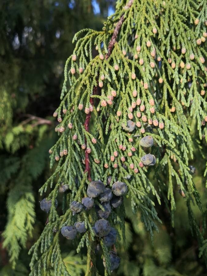 Cupressus nootkatensis flower