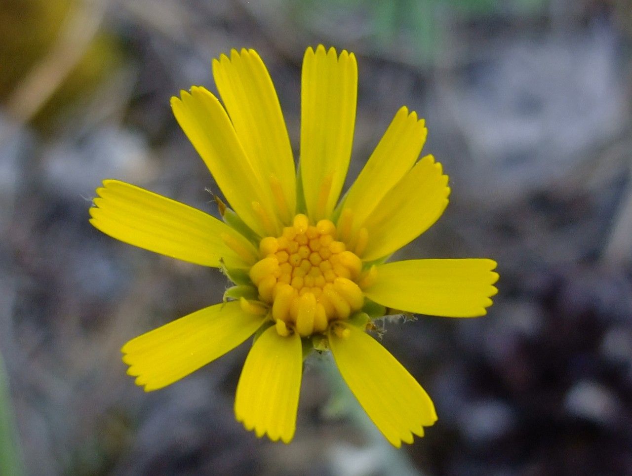 Hieracium schmidtii flower