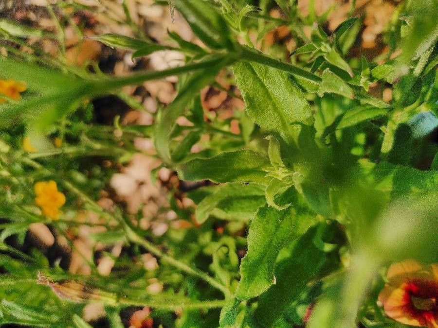 Silene undulata — search result for 'Silene'