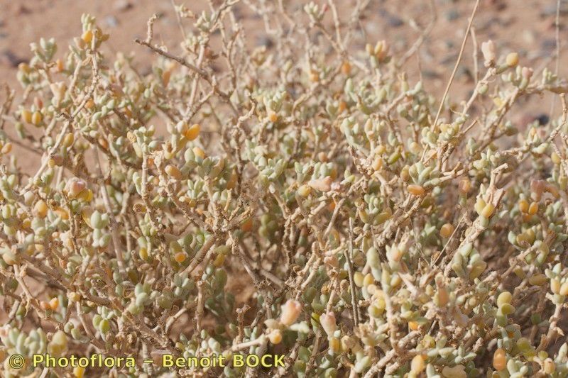 Zygophyllum gaetulum habit