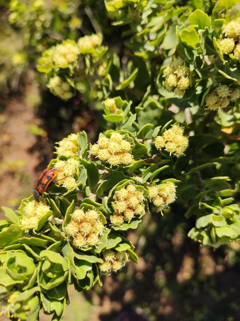 Baccharis papillosa flower