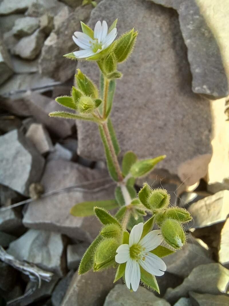 Cerastium dichotomum flower