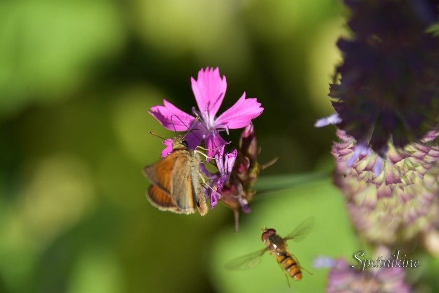 Dianthus caryophyllus x Dianthus gratianopolitanus — houseplant care guide
