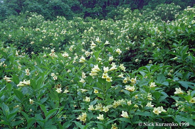 Camonea umbellata — search result for 'Merremia'