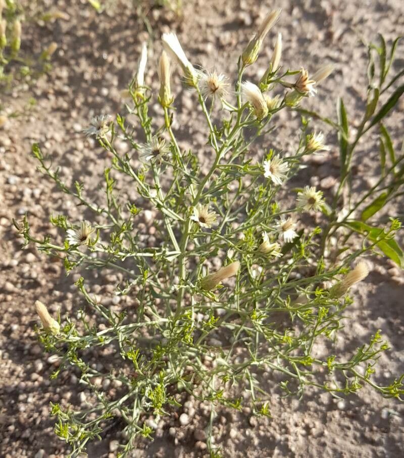 Baccharis melanopotamica habit